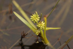 Kleinste egelskop (Sparganium natans) RL BE, Staverden